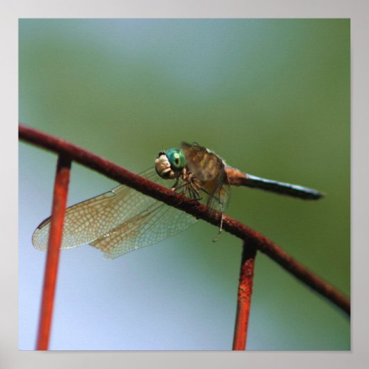 Dragonfly op draadhek dicht poster (Voorkant)