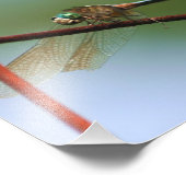 Dragonfly op draadhek sluit 8x8 foto afdruk (Hoek)