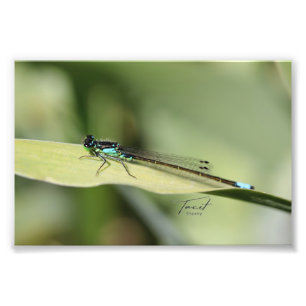 Dragonfly op een blad Foto afdrukken Afdruk