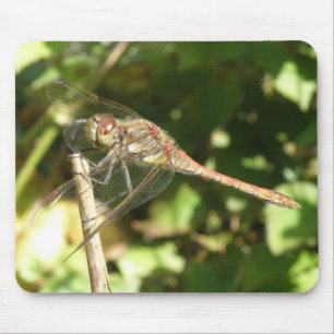 Dragonfly op een Twig Macro Mousepad Muismat
