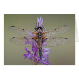 Dragonfly op Flower Note Kaart