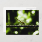 Dragonfly op groen - Briefkaarten (Voorkant / Achterkant)