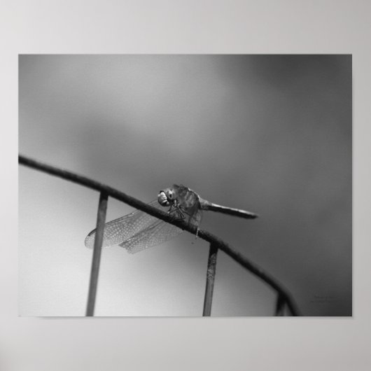 Dragonfly op hek zwart en wit poster (Voorkant)