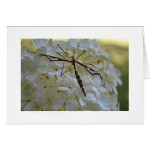 Dragonfly op Hydrangea