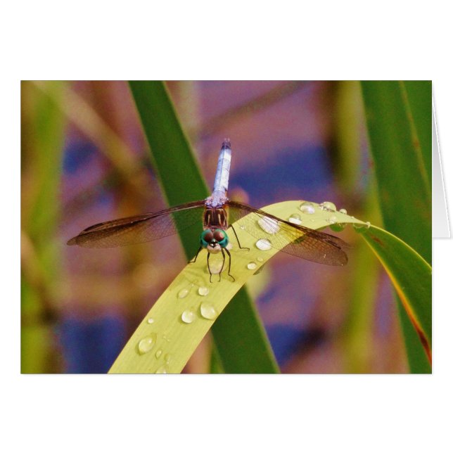 Dragonfly op regenblad (Voorkant Horizontaal)