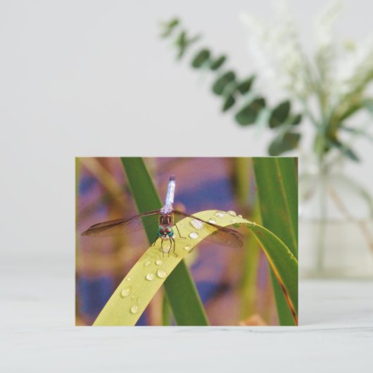 Dragonfly op regenblad briefkaart (Staand voorkant)
