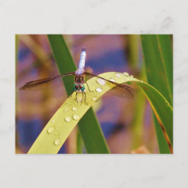 Dragonfly op regenblad briefkaart