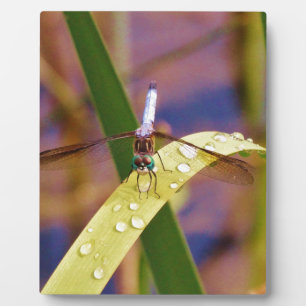 Dragonfly op regenblad fotoplaat