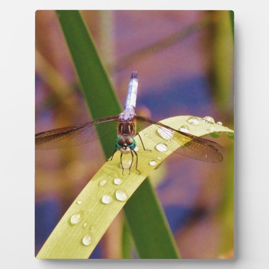 Dragonfly op regenblad fotoplaat (Voorkant)