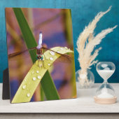 Dragonfly op regenblad fotoplaat (Zijkant)