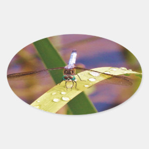 Dragonfly op regenblad ovale sticker