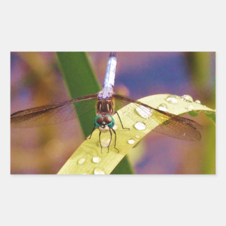 Dragonfly op regenblad rechthoekige sticker