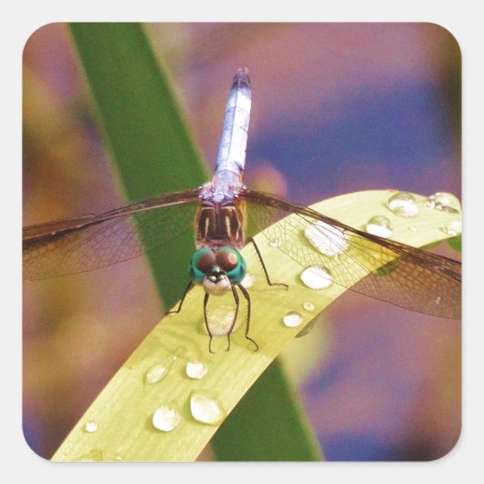 Dragonfly op regenblad vierkante sticker (Voorkant)