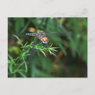 Dragonfly op twig briefkaart