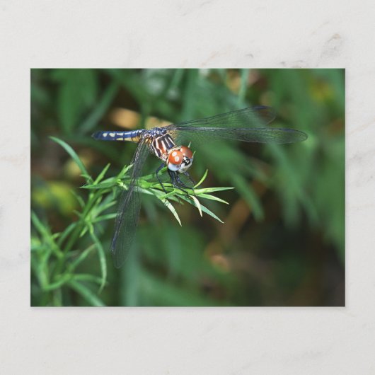 Dragonfly op twig briefkaart (Voorkant)