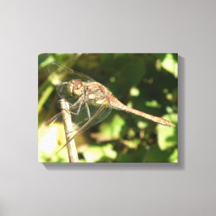 Dragonfly op Twig Canvas Print