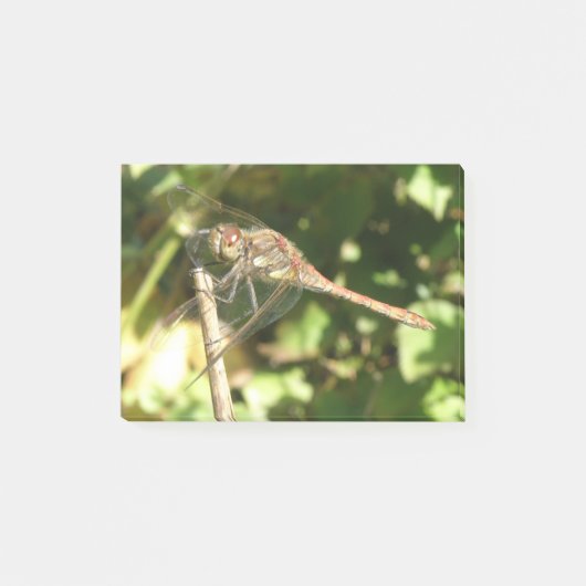 Dragonfly op Twig Post Post-it® Notes (Voorkant)