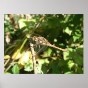 Dragonfly op Twig Print