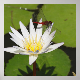 Dragonfly op Water Lily Poster