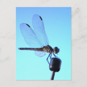 Dragonfly Perched Briefkaart