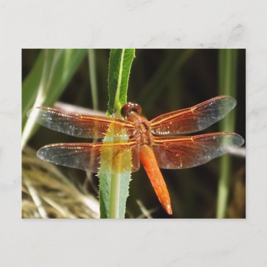 Dragonfly Postcard Briefkaart (Voorkant)