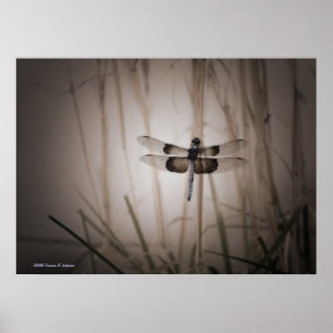 Dragonfly Poster