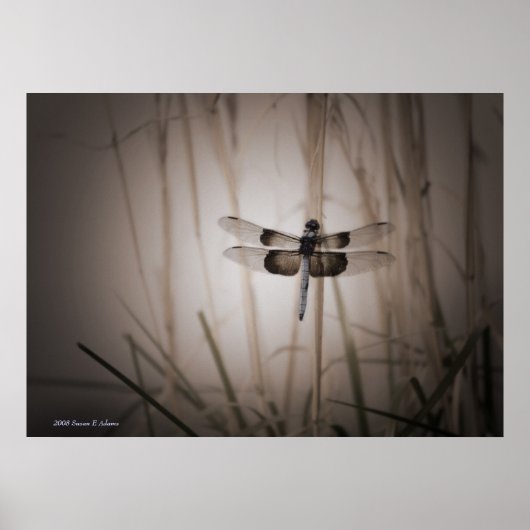 Dragonfly Poster (Voorkant)