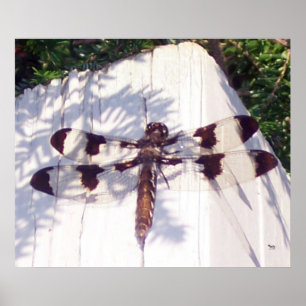 Dragonfly Poster