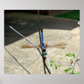 Dragonfly Poster (Voorkant)