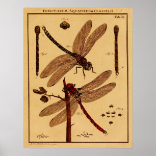 Dragonfly Poster