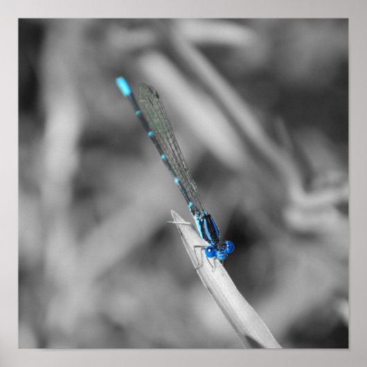 Dragonfly-Poster Poster (Voorkant)