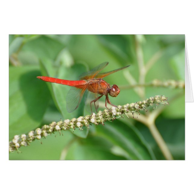 Dragonfly rouge (Devant horizontal)