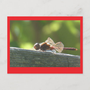 Dragonfly rouge dans la carte postale do-it-yourse