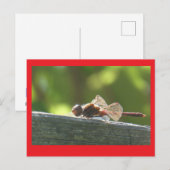 Dragonfly rouge dans la carte postale do-it-yourse (Devant / Derrière)