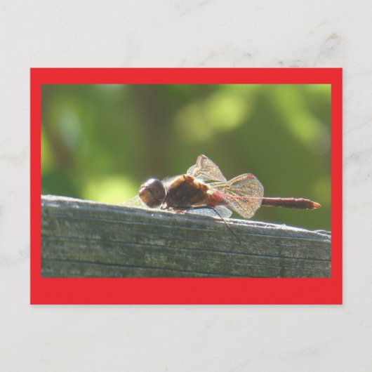 Dragonfly rouge dans la carte postale do-it-yourse (Devant)