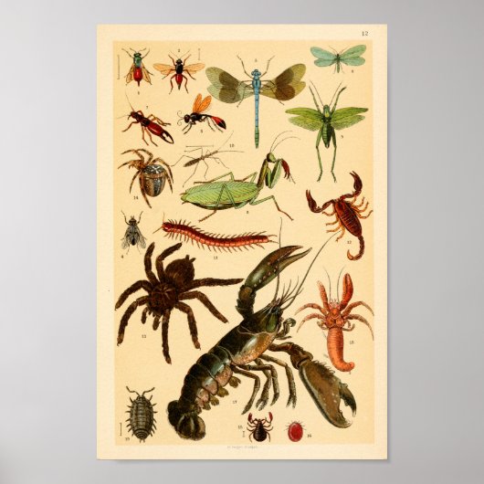 Dragonfly Scorpion Spider Collectie Art afdrukken Poster (Voorkant)