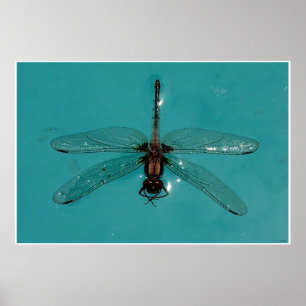 Dragonfly Stilleven 1 Poster