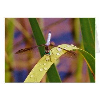 Dragonfly sur la feuille de pluie
