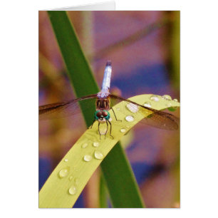 Dragonfly sur la feuille de pluie
