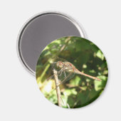 Dragonfly sur un aimant de wig (Recto/Verso)