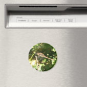 Dragonfly sur un aimant de wig (In Situ (Lave-vaisselle))