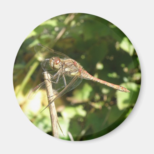 Dragonfly sur un aimant de wig (Devant)