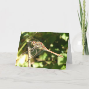 Dragonfly sur une carte de voeux de Twig