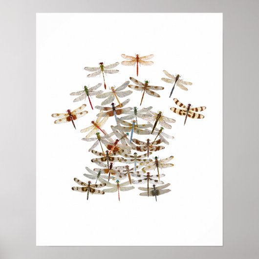 Dragonfly Swarm Poster (Voorkant)