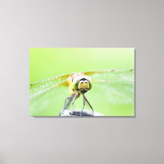 Dragonfly (Sympetrum infuscatum) 2 Canvas Afdruk (Voorkant)