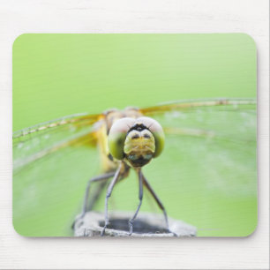 Dragonfly (Sympetrum infuscatum) Muismat