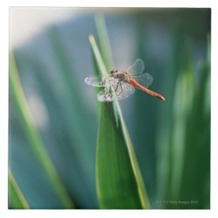 Dragonfly Tegeltje