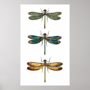 Dragonfly Trio Poster