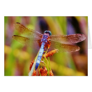 Dragonfly turquoise sur le carex