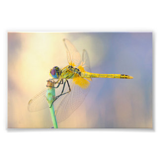 Dragonfly van diverse kleuren foto afdruk